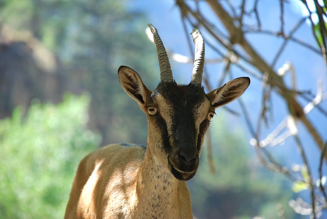 animals in Crete